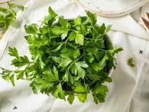 Italian parsley