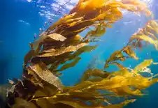 Healthy Living KELP