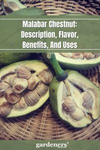 Malabar Chestnut: A Nutty Delight With Health&nbsp;Benefits