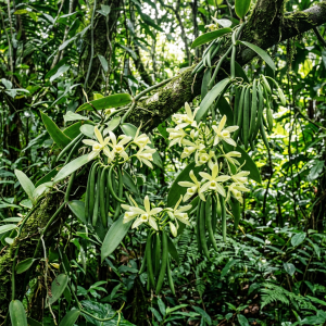 Health Benefits of Vanilla: Antioxidants and Mood Enhancement