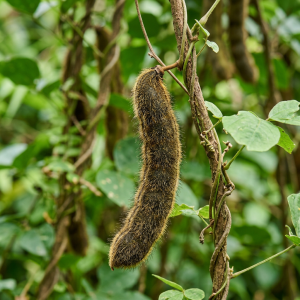 Discover Velvet Bean Fruit: Ancient Benefits of Mucuna pruriens